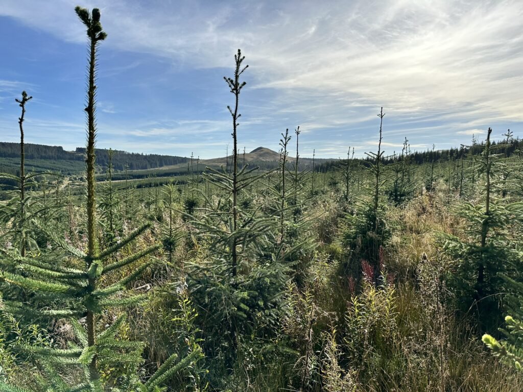 2,320-acre Norwood Forest, producing premium timber, listed for £19.5M in Scotland. Offers immediate income potential and wind farm interest in prime location.