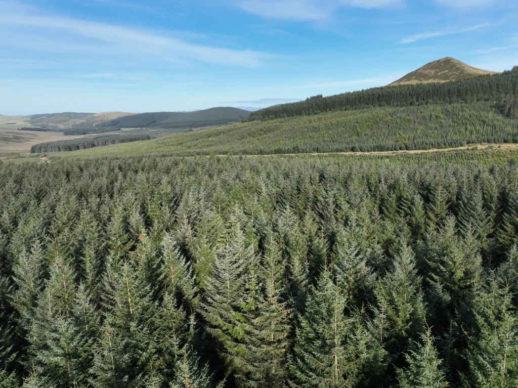 2,320-acre Norwood Forest, producing premium timber, listed for £19.5M in Scotland. Offers immediate income potential and wind farm interest in prime location.