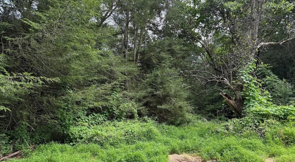 Dilapidated \$300k Maryland home overrun by feral cats and raccoons hits the market with boarded windows and warnings but nearly five acres of rural land hold the value.