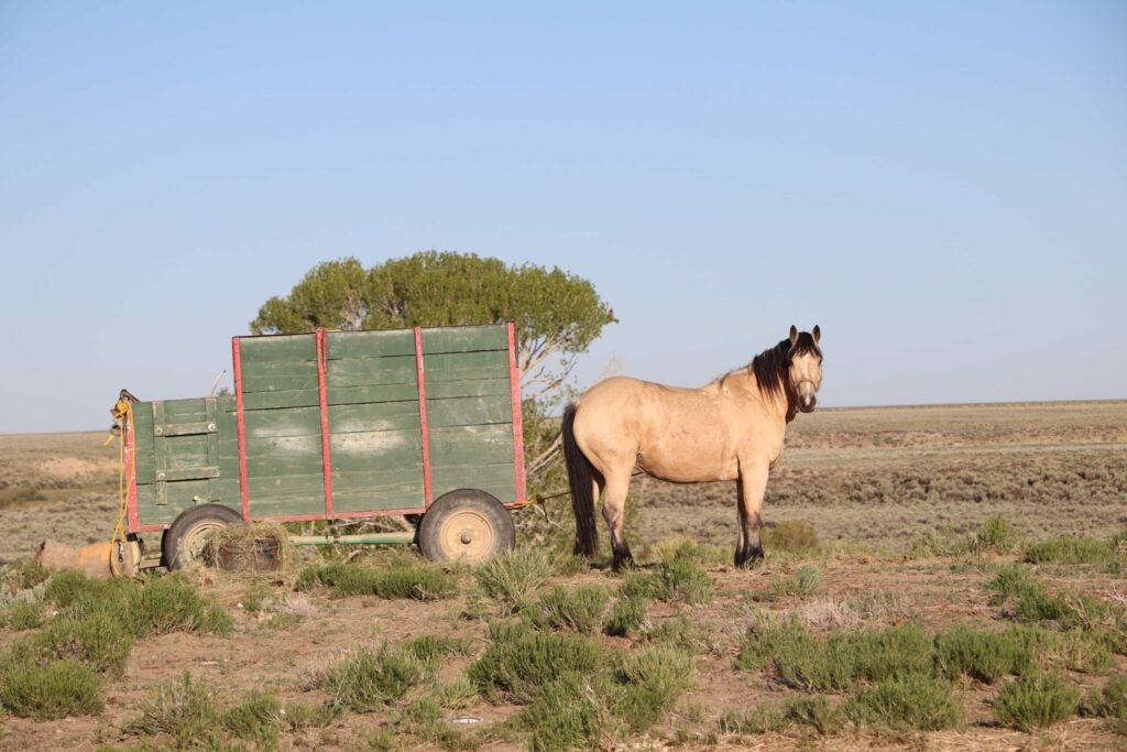 Colossal Midland Ranch in Wyoming spans 1.15 million acres with rivers, wildlife, and pastures. Listed for \$22m, it offers a rare chance to own a true Western masterpiece.