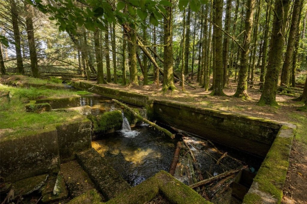 Scenic eight-acre woodland with Butterbrook reservoir near Dartmoor is on auction for £55,000. Historic 1916 site offers peaceful freehold land close to Ivybridge and Plymouth.