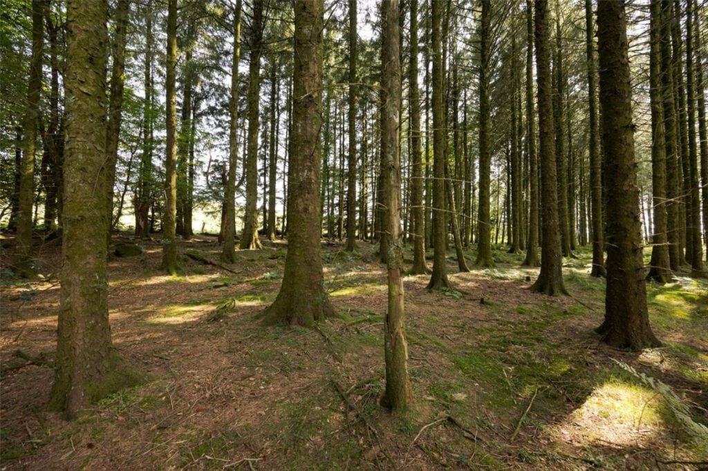 Scenic eight-acre woodland with Butterbrook reservoir near Dartmoor is on auction for £55,000. Historic 1916 site offers peaceful freehold land close to Ivybridge and Plymouth.