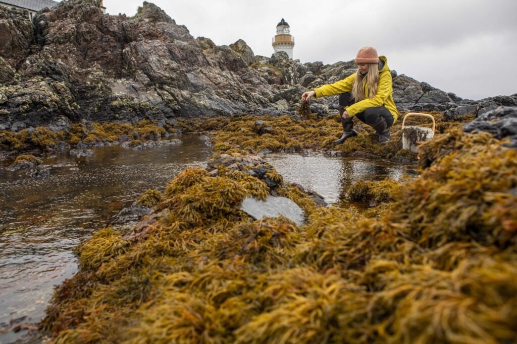 A private island in Scotland offers a three night Silent Night Experience for just £20, giving guests a peaceful off grid Christmas stay with nature, calm activities and coastal views.
