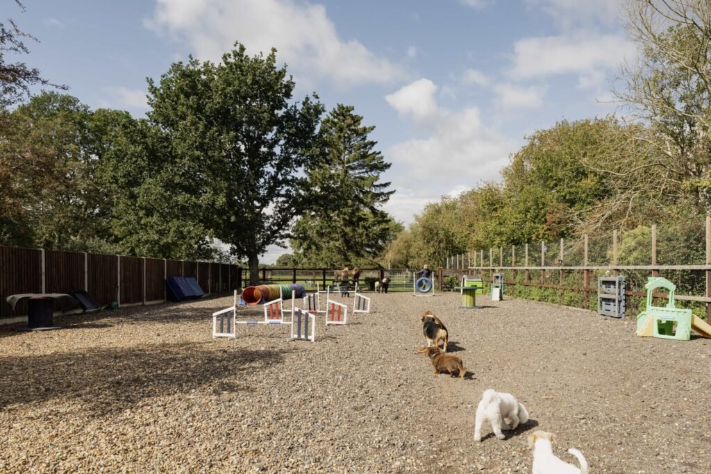 British countryside mansion listed for £900k comes with a unique bonus - a fully operating doggy day care business earning £50k a year hidden in the garden.