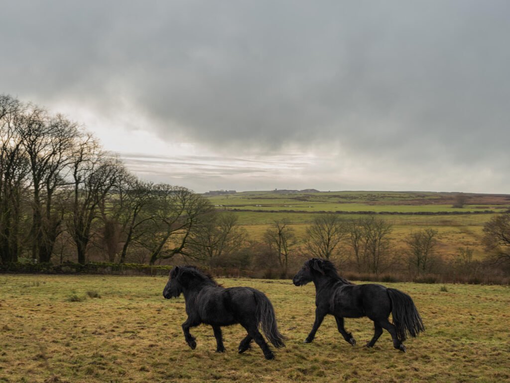 Fans can stay for free in Cathy’s bedroom from Wuthering Heights at a Yorkshire Airbnb, as film hype sparks a surge in romantic trips to the Brontë heartland winters.