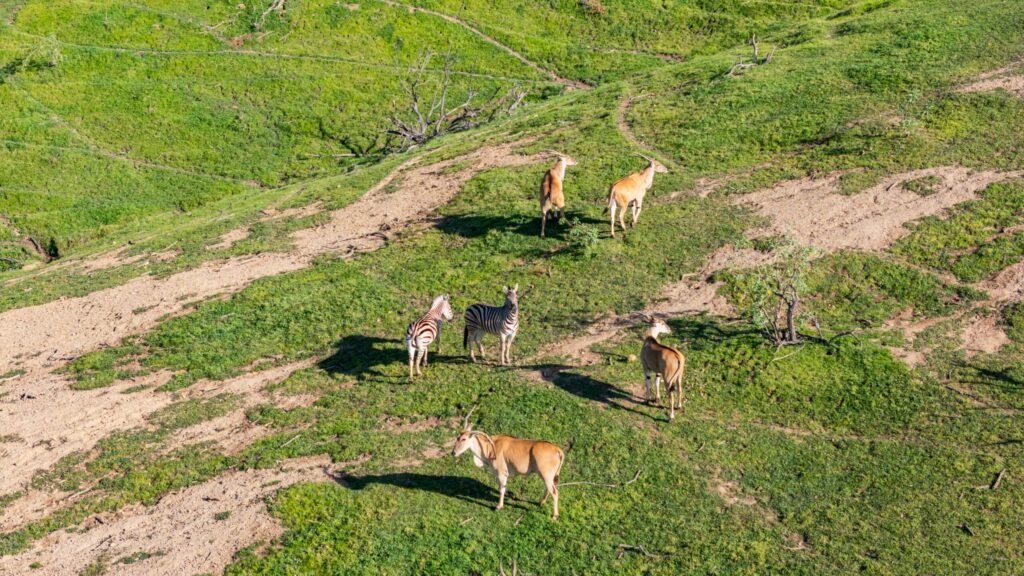 The late Herbalife co-founder Dick Marconi’s vast 1,225-acre California ranch estate with a private zoo, lemon orchards and luxury mansion has hit the market for $25 million.