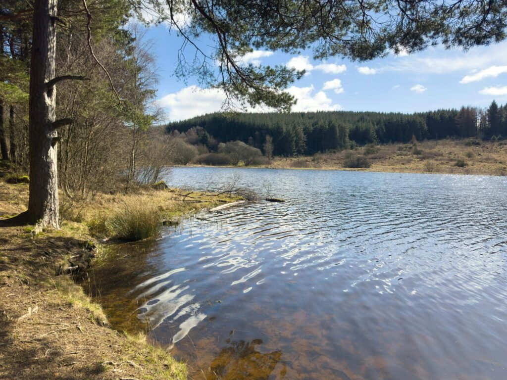 A stunning Scottish loch with 59 acres of protected ancient woodland near Dundee is on sale for just £175,000, offering a rare conservation gem for nature lovers and stewardship enthusiasts.