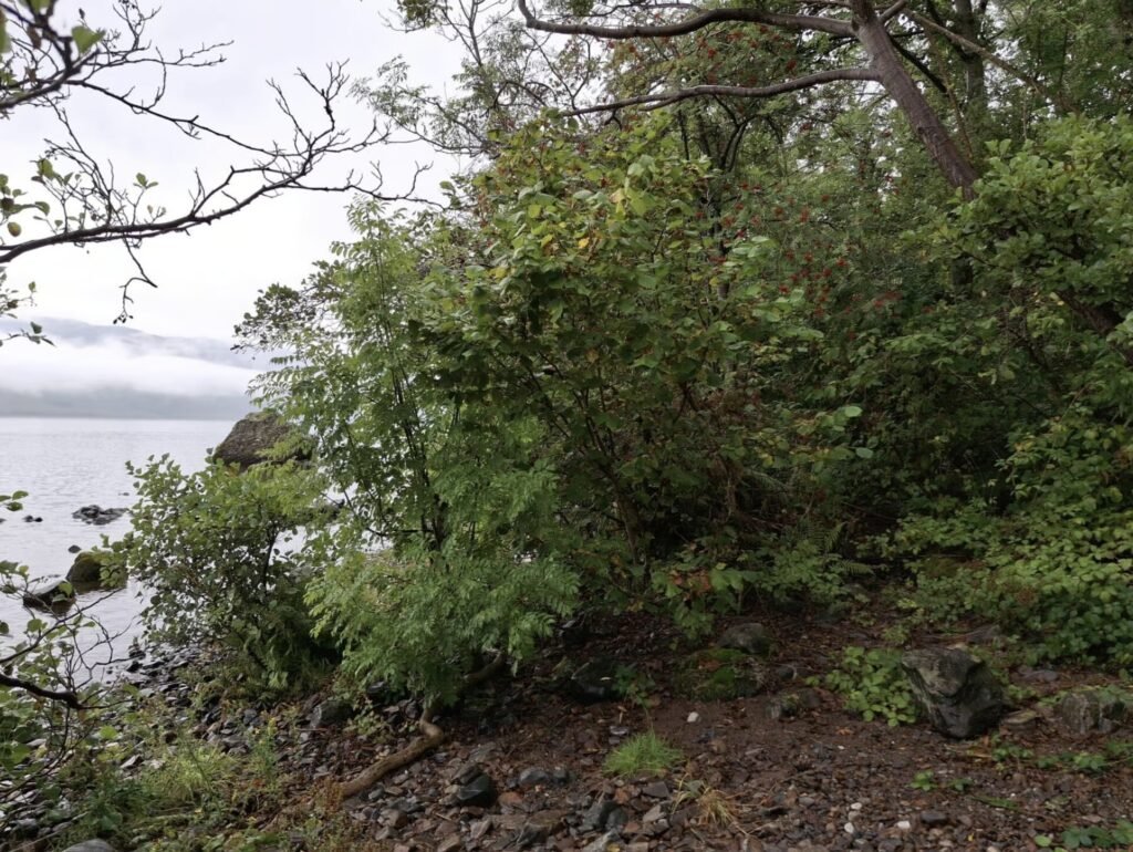 A mile-long stretch of iconic Loch Ness has gone on the market for just £95,000 - complete with fishing rights and direct access to the legendary waters.